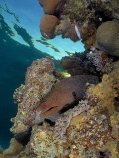 Giant moray