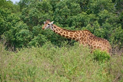 Masai giraffe