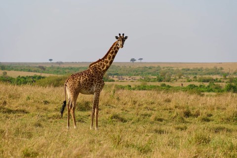 Masai giraffe