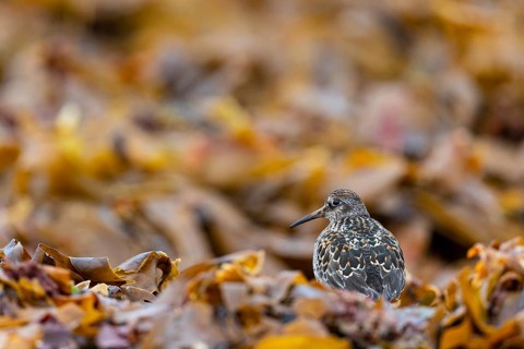 Dunlin