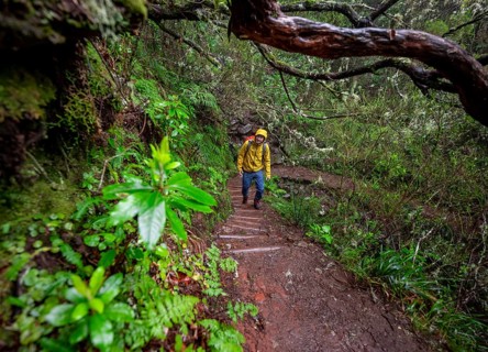 Hiker in dense forest