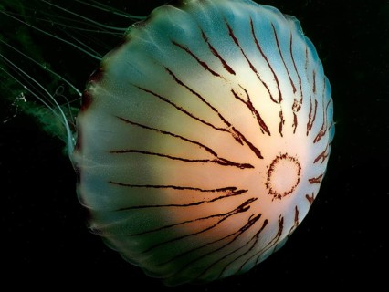 Compass Jellyfish