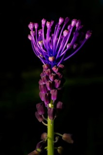 Beautiful wildflower known as Silverrod