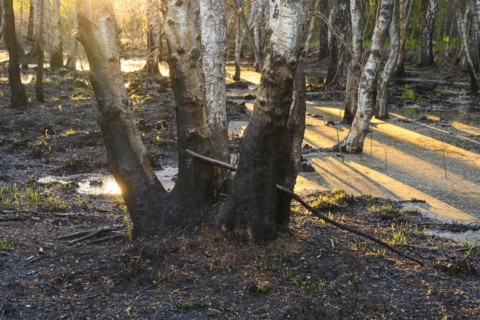 Moor fire