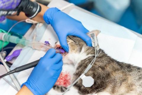 Veterinary clinic with a cat