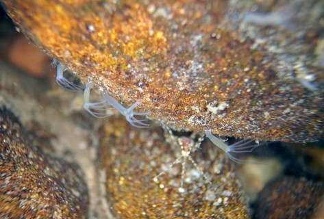 Polyp Grey hydra vulgaris