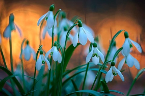 Common snowdrop