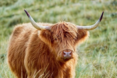 Portrait of a free-ranging Scottish Highland Cattle in the North Holland Dune Reserve