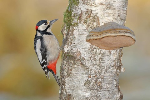 Great spotted woodpecker