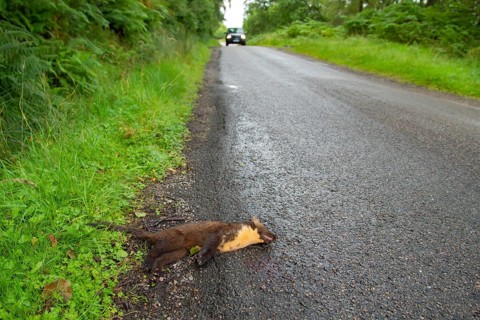 Pine marten