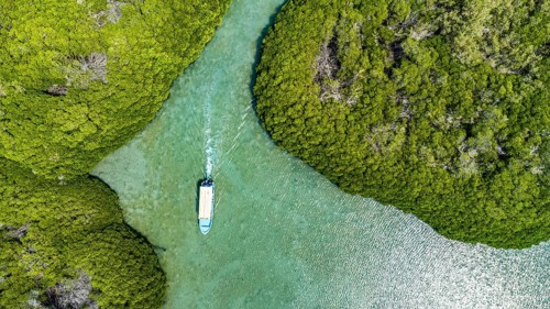 Aerial of the Mangrove forest