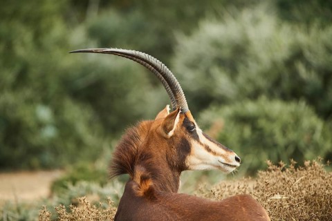 Sable antelope