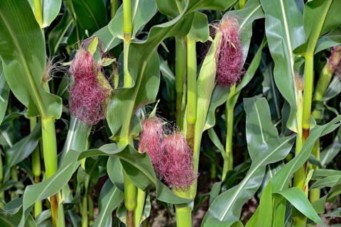 Corn