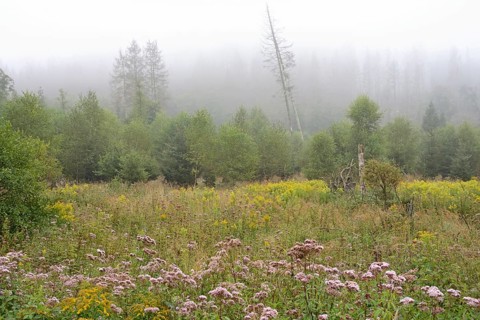 Hemp agrimony