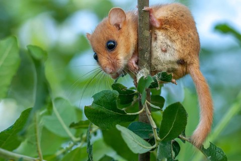 Female Common hazel dormouse