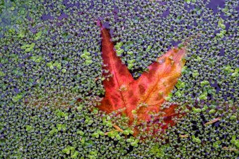 Red maple leaf in duckweed