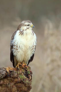 Common steppe buzzard