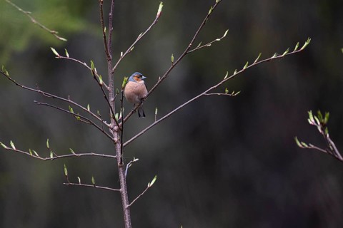 Common chaffinch