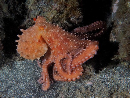 White spotted octopus