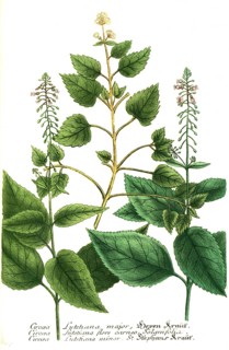 Botany