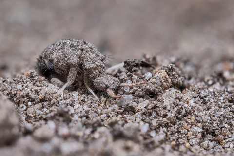 European ant lion