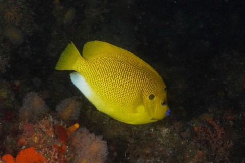 Protea Banks Dive Site