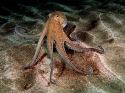 Common octopus