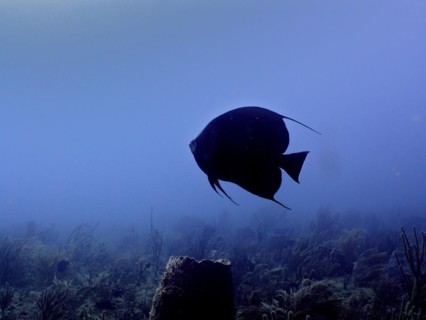 Silhouette of gray angelfish