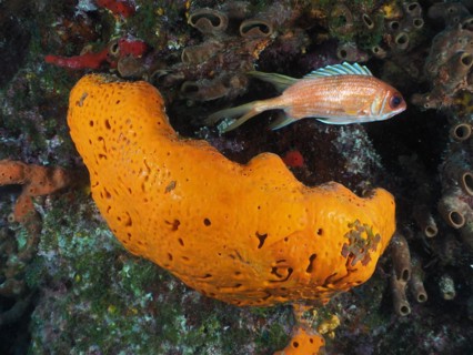 Fire sponge