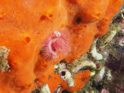 Small calcareous tube worm