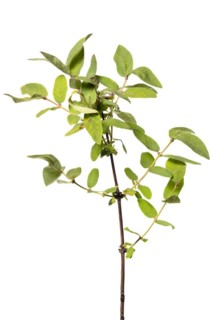 Honeyberry