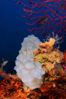 White sea squirt