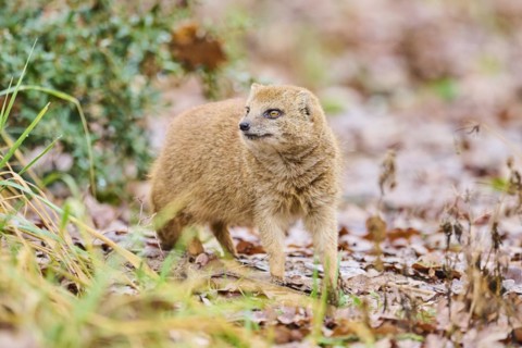Yellow mongoose