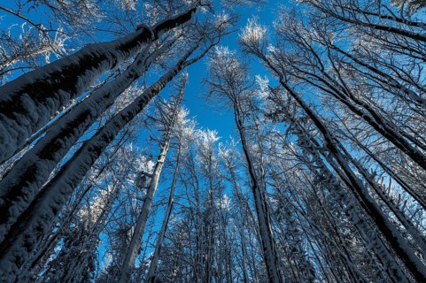 Blue sky above the snowy beech