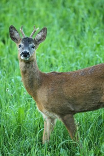 European roe deer