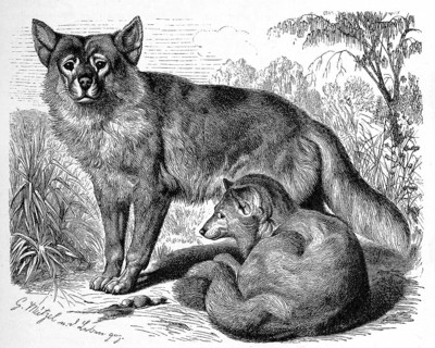 Dingo