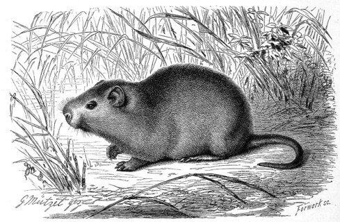 Greater cane rat