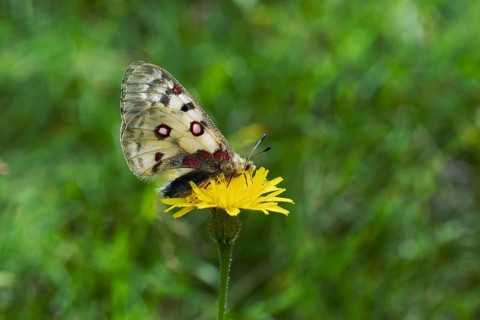Alpine Apollo