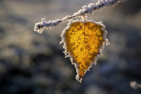 Birch