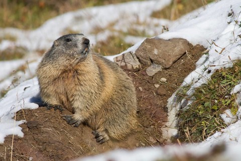 Alpine marmot