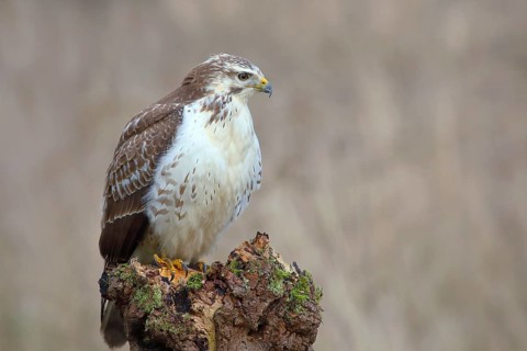 Common steppe buzzard