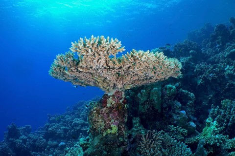Small polyp stony coral