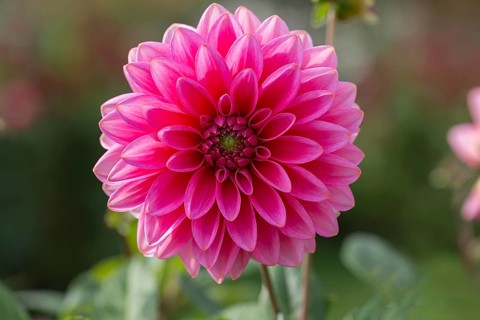 Red dahlia