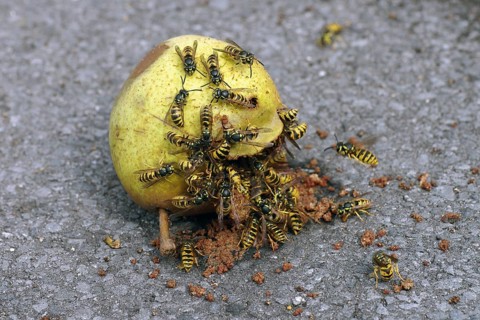 True wasps