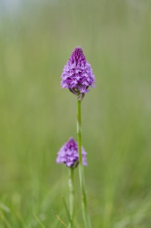 Pyramidal orchid