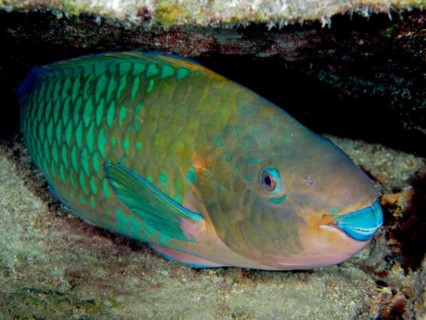 Rainbow Parrotfish