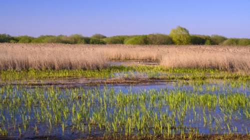 Reed on the shore of Lake Duemmer