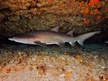 Sand tiger shark