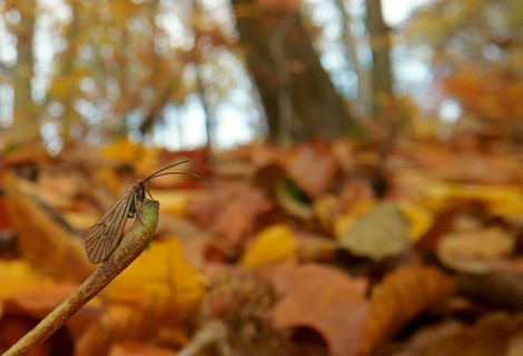 Alderfly
