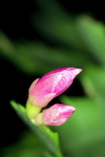 Pink bud of the Christmas cat Schlumbergera